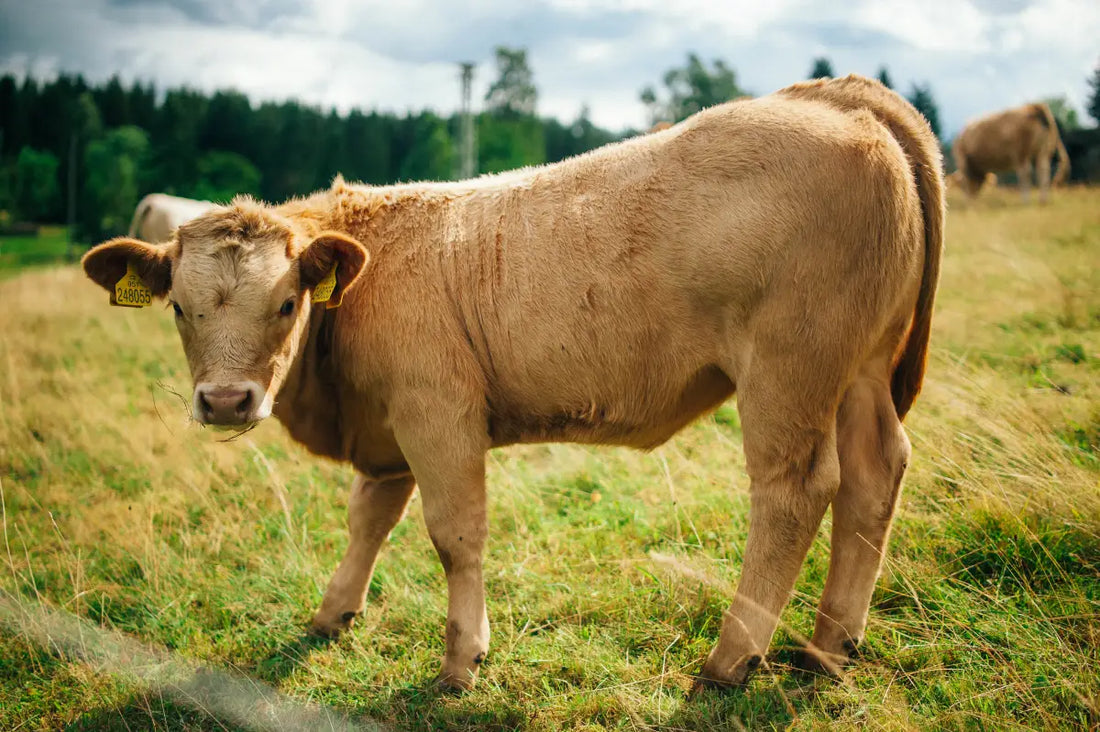How Long Will a Half Calf Feed a Family of 4?