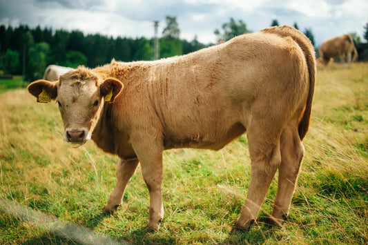 How Long Will a Half Calf Feed a Family of 4?