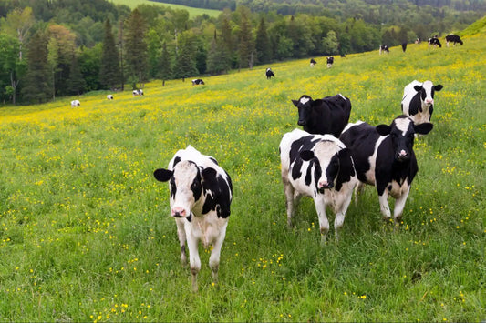 Buying a Whole Calf: Complete Breakdown of Cuts, Cost, and Storage