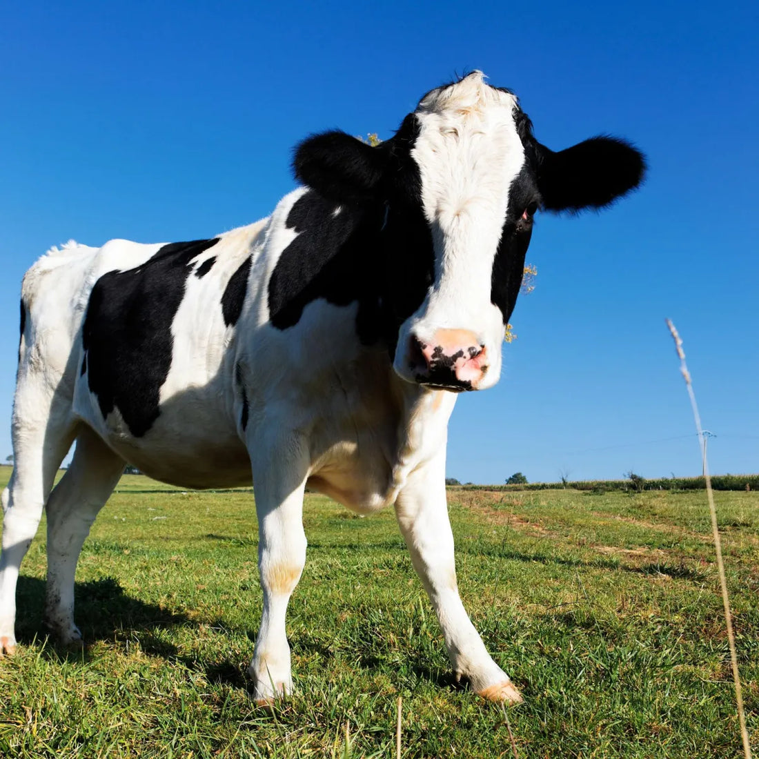 Quarter Cow Recipe Ideas: Top 5 Meals You Can Make With a Quarter Calf (2026)
